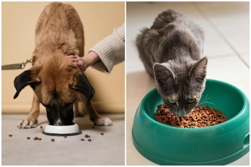 Cum alegem hrana potrivită pentru animalul de companie în funcție de rasă, vârstă și stil de viață: Medicul veterinar Beatrice Ilea răspunde