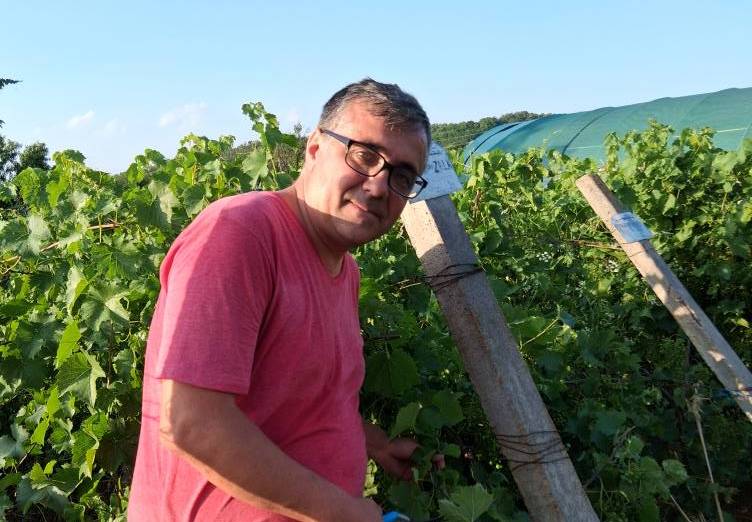 Momentul potrivit pentru a culege via / Sergiu Gorjan (Stațiunea de Cercetare Viti-vinicolă Drăgășani): „Strugurii culeși prea devreme înseamnă un vin de proastă calitate”