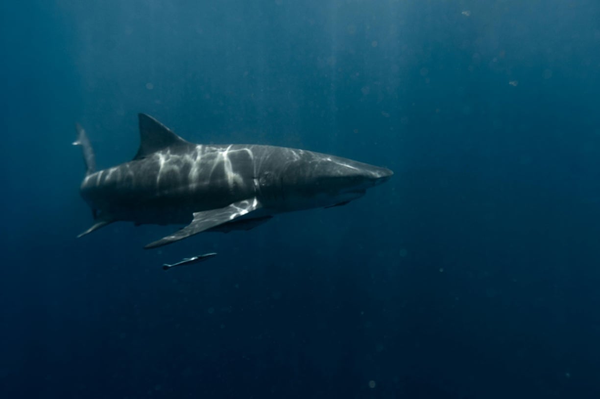 Mai multe plaje închise în Sydney după ce un surfer a fost ucis de ”un rechin mare”